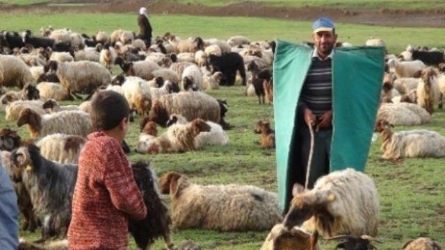 Çobanlara eğitim kursu