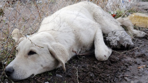 İnsanlık ölmemiş!