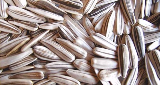 Ay çekirdeği kanseri önlüyor