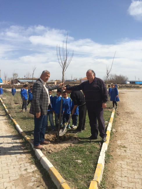 Yapılcan Köy Muhtarlığı 1000 adet fidan dikti