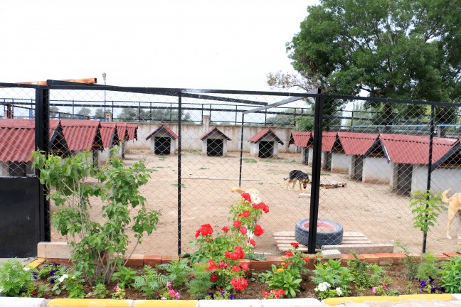 Hayvan Bakımevi’ne Vali Yardımcısı’dan Tam Not