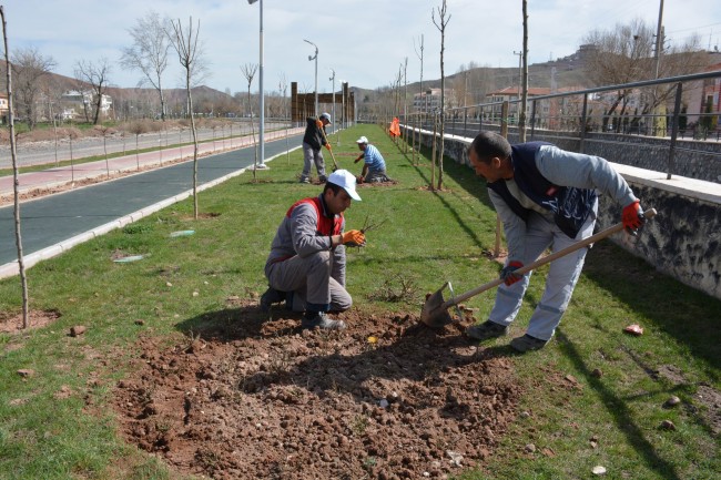 Aksaray’a 2 Bin Adet Gül Dikiliyor