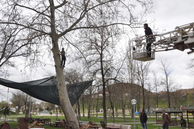 Çıktığı Ağaçtan İnemeyince Ağaçta Mahsur Kaldı