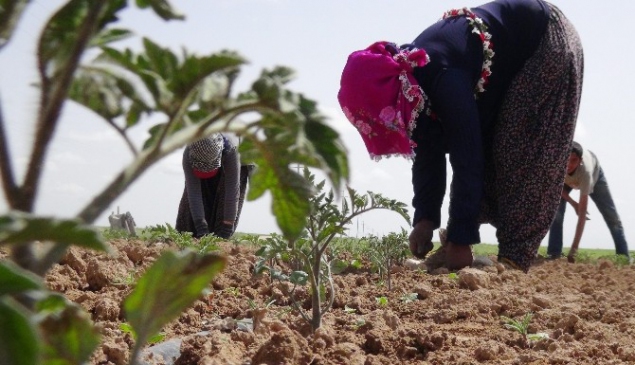 Savaştan kaçan Suriyeliler tarlada