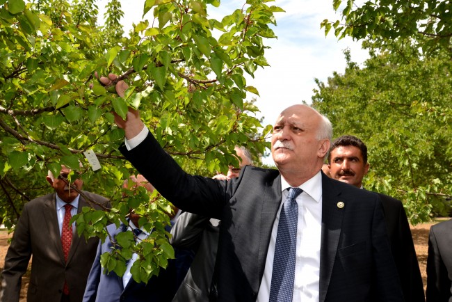 Kayısıyı bu yıl da don vurdu