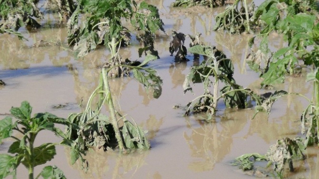 Aksaray’da Sel ve Dolu Tarımı Bitirdi