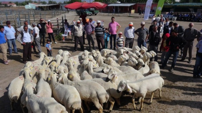 30 Üreticiye Yüzde 80 Hibeli 137 Koç Dağıtıldı