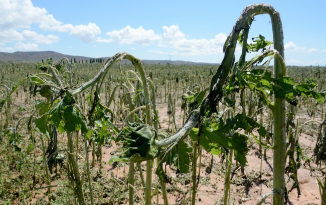 Sel Ve Dolu Tarım Arazilerini Vurdu