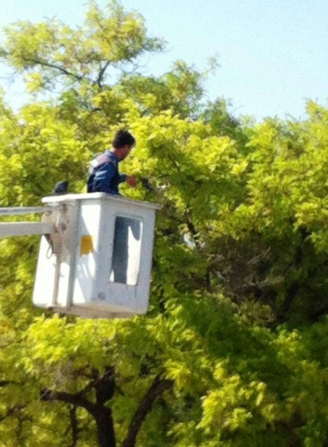 Ayağına İp Dolanınca Ağaçta Mahsur Kaldı