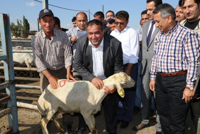 Aksaray’da küçükbaş hayvan sayısında önemli artış sağlandı