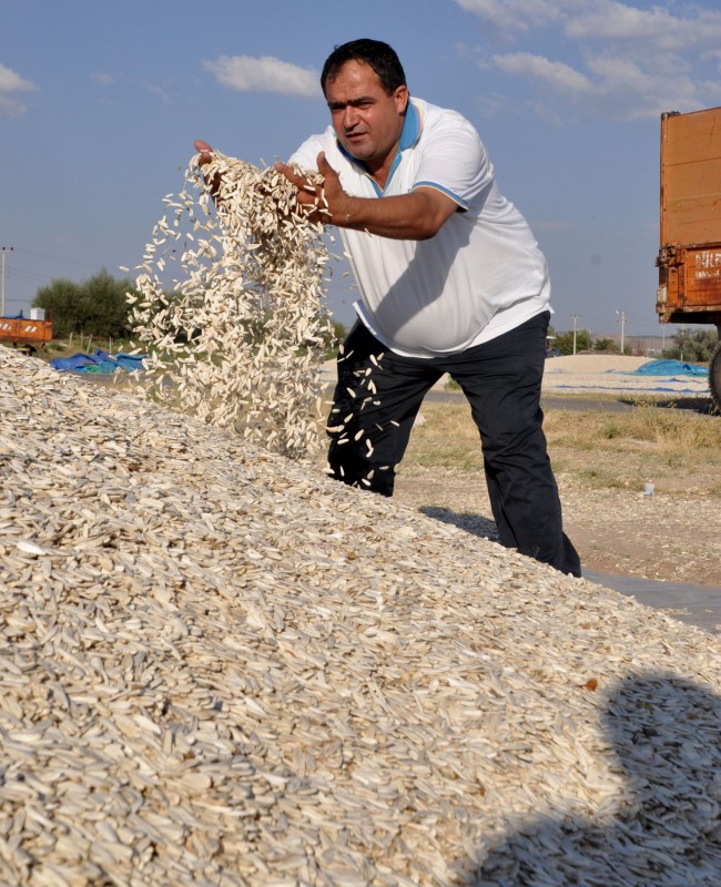 Aksaray’da Ayçiçeği Hasadı Başladı