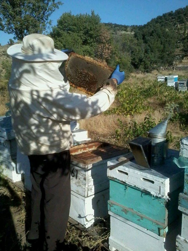 Doğal Balın Adresi Hasan Dağı