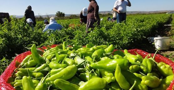 Bitkisel Üretime Destek