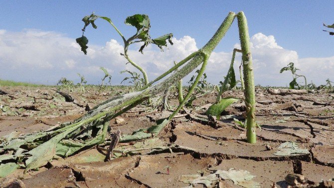 Çiftçilere müjde; afet yardım parası ödenecek