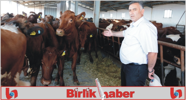 Aksaray’a İsveç ineği