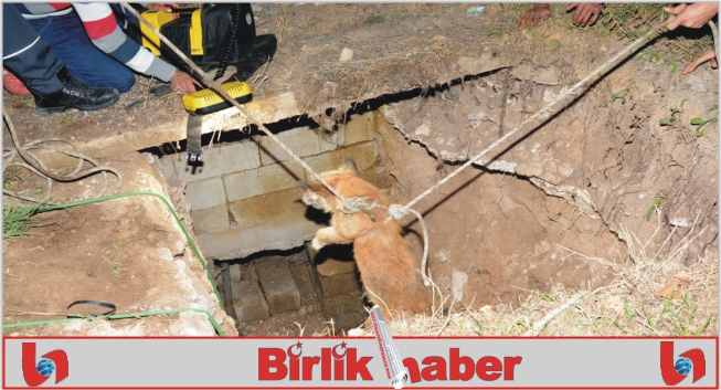 Kuyuya düşen köpek AFAD ekiplerince kurtarıldı