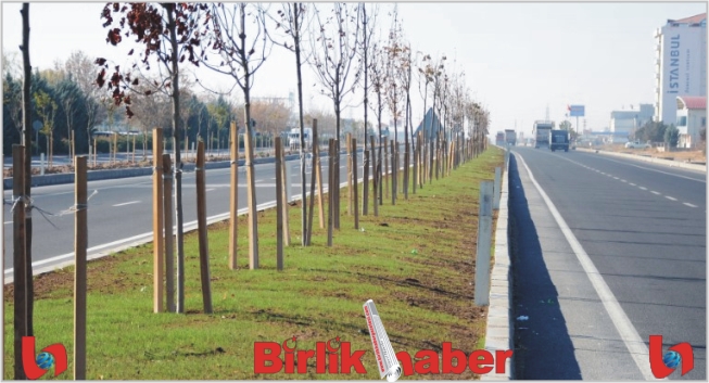 Konya Yolu orta refüjü ağaçlandırması tamamlandı