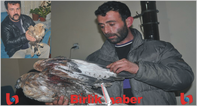 Aksaray’da Yaralı Şahin Ölmekten Kurtarıldı