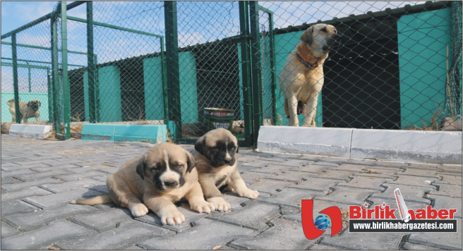 Aksaray Belediyesinden Malaklı Köpekleri Çiftliği