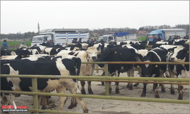 37 üretici aileye 2’şer baş Holstein ırkı gebe düve ve yem dağıtıldı