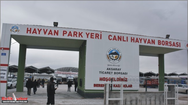 Canlı Hayvan Pazarında İlk Ticaret Gerçekleşti