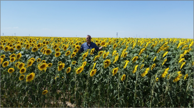 Sarı Altında İlk Hasat Borsaya Geldi, Çeyrek Altını Aldı