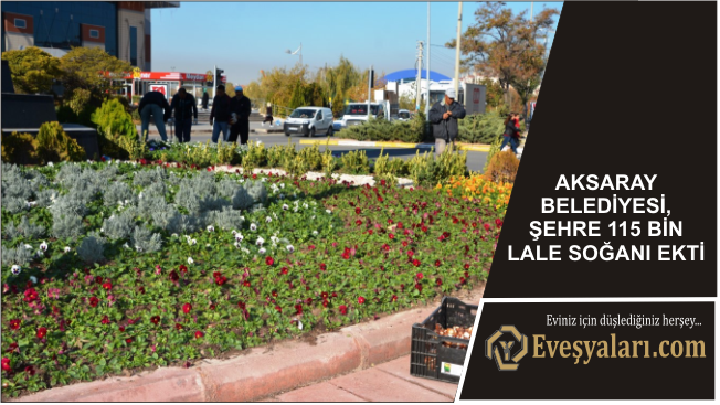 Aksaray Belediyes, Şehre 115 Bin Lale Soğanı Ekti