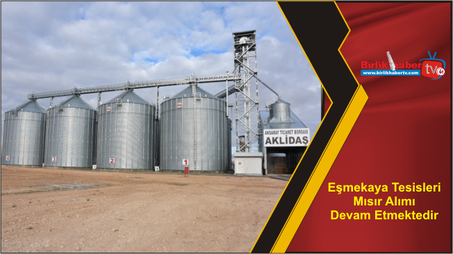 Eşmekaya Tesisleri Mısır Alımı Devam Etmektedir