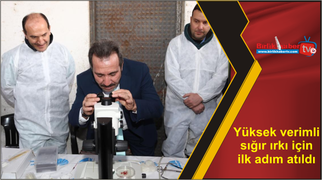 Yüksek verimli sığır ırkı için ilk adım atıldı