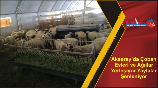Aksaray’da Çoban Evleri ve Ağıllar Yerleşiyor Yaylalar Şenleniyor