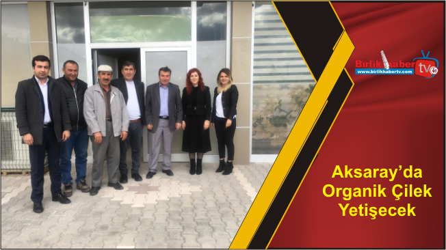 Aksaray’da Organik Çilek Yetişecek