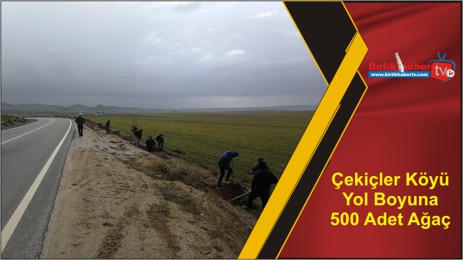 Çekiçler Köyü Yol Boyuna 500 Adet Ağaç