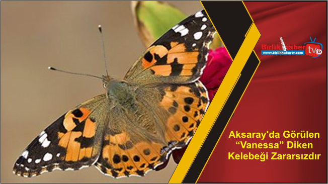 Aksaray’da Görülen “Vanessa” Diken Kelebeği Zararsızdır