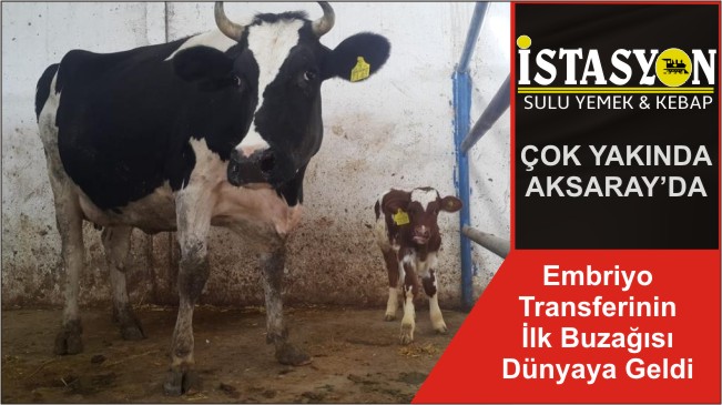 Embriyo Transferinin İlk Buzağısı Dünyaya Geldi