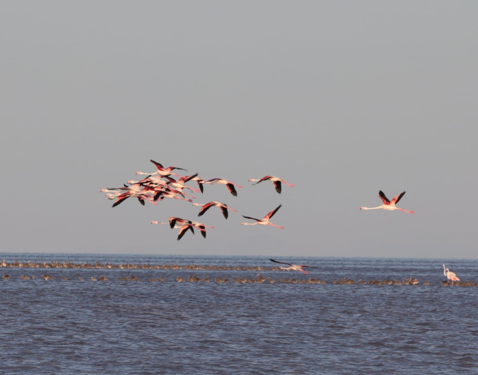 flamingoların gün batımında en iyi izlendiği yer Aksaray’dır