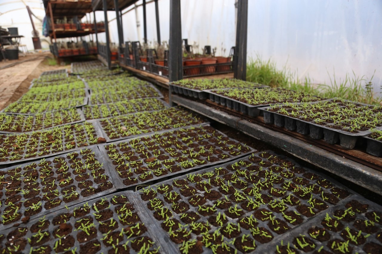Seralarda Yetiştrilen Fideler Park ve Bahçeleri Süsleyecek