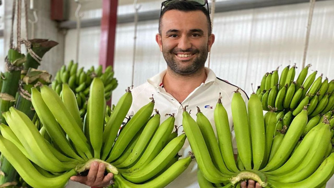 Serik’te yetiştirilen yerli muz, ithal ürünleri geride bıraktı