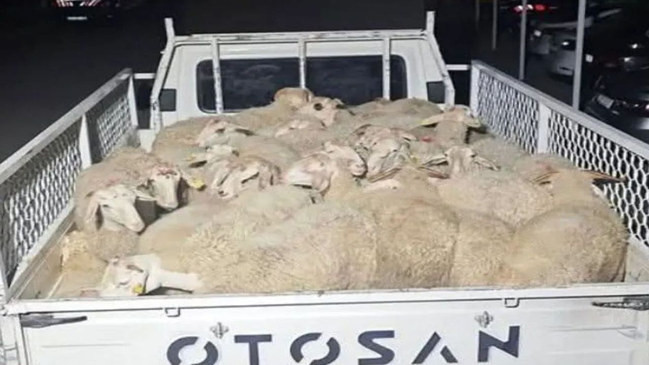 Isparta’da 32 küçükbaş hayvanı çalan şüpheliler Uşak’ta yakalandı