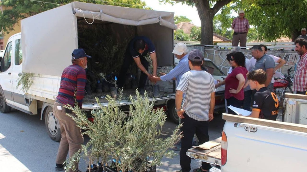 Antalya Büyükşehir Belediyesi’nden 19 ilçeye 40 bin zeytin fidanı desteği