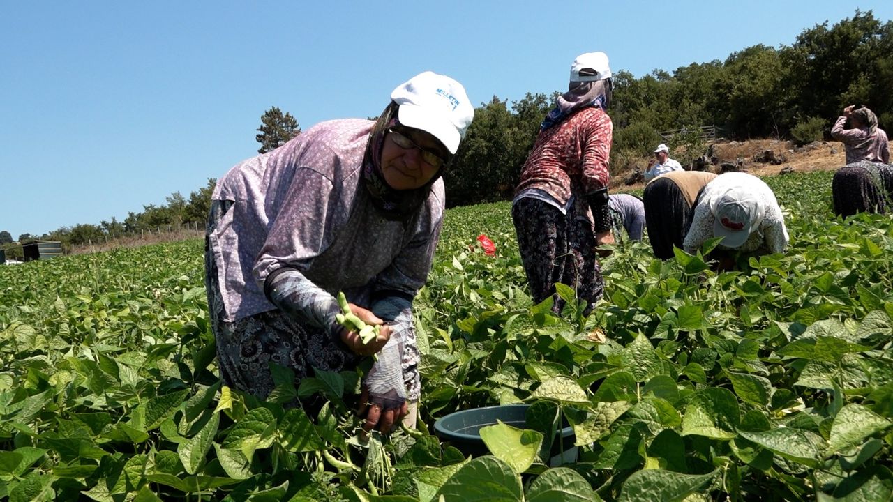 Balıkesir Büyükşehir’in dağıttığı tohumlar toprakla buluştu, verim çiftçinin yüzünü güldürdü