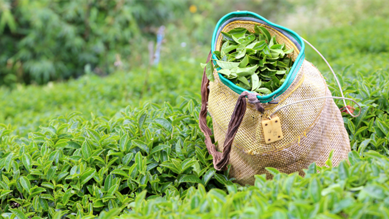 ÇAYKUR’dan üreticiye “düşük fiyat” uyarısı