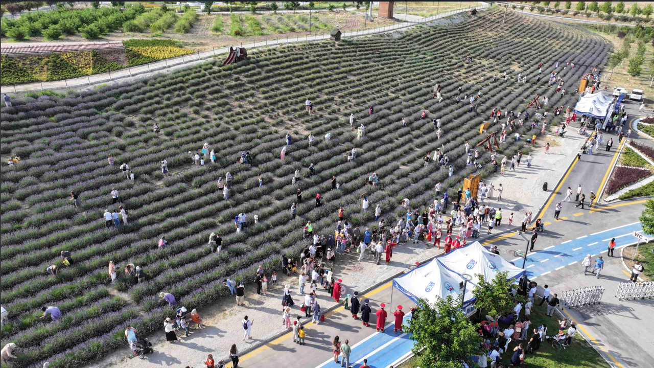 Ata Çiftliği’nde lavanta hasat şenliği