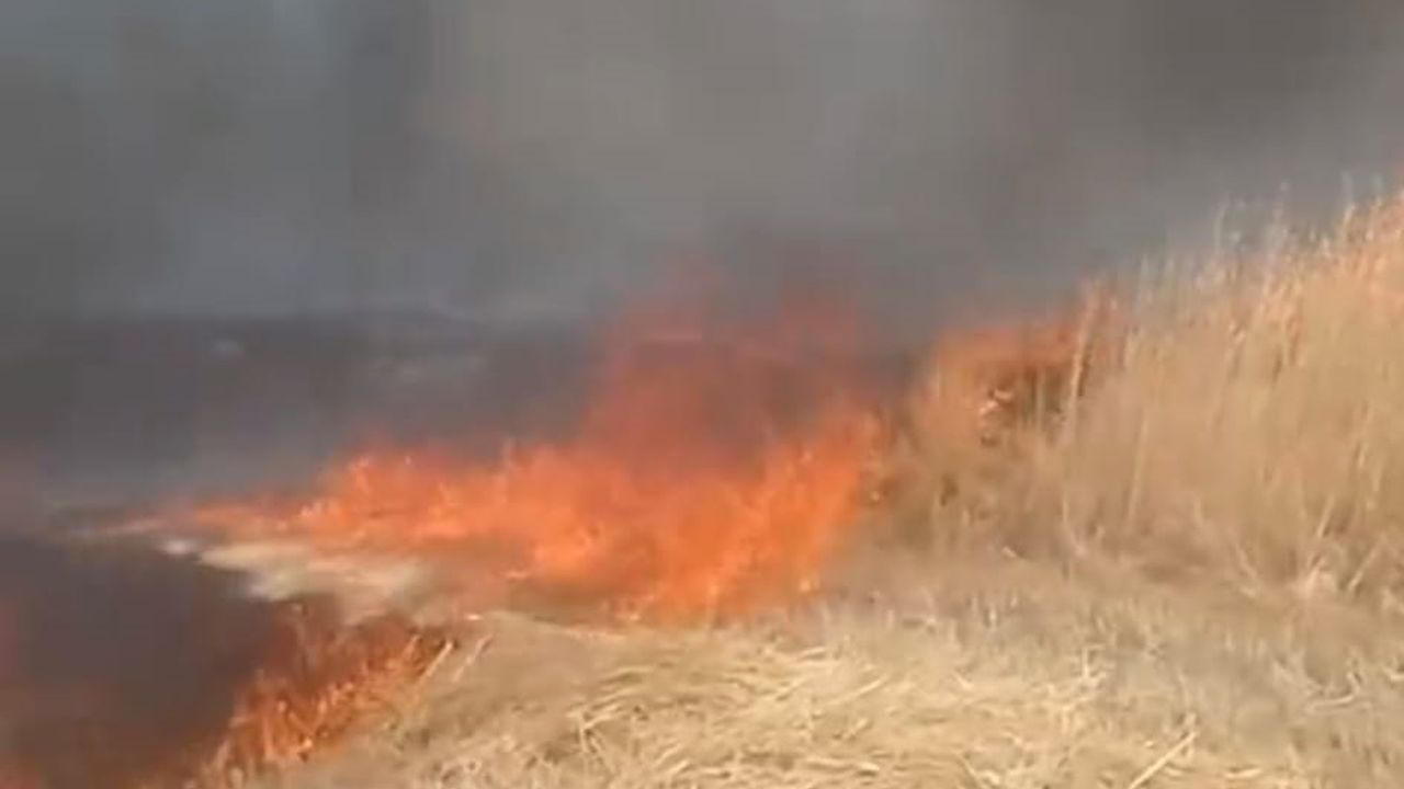 Beypazarı’nda anız ve sap yangını