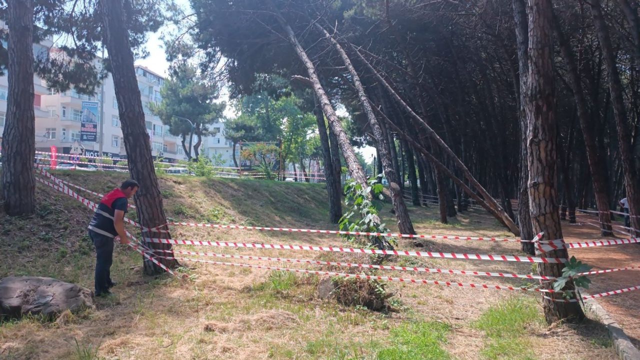 Can ve mal güvenliğini tehdit eden ağaçlara müdahale edilecek