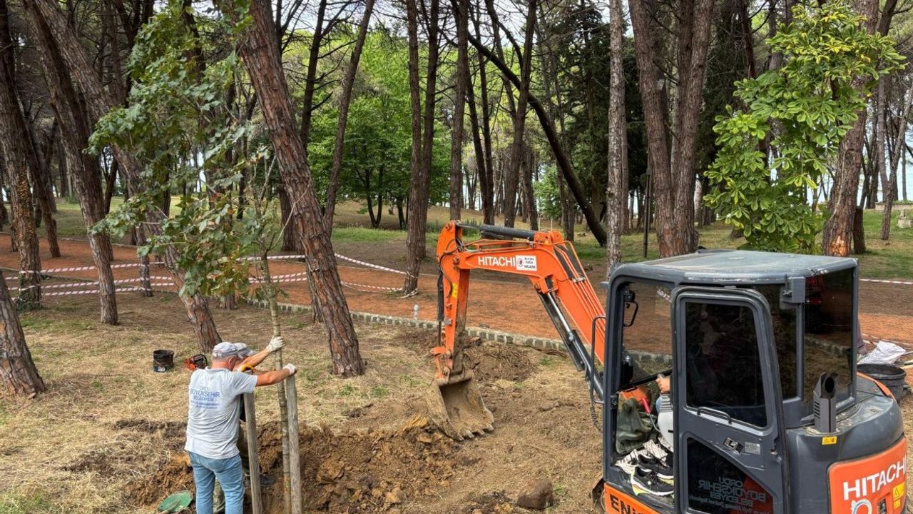 Ünye Çamlık’ta kuruyan ağaçların yerine yenileri dikiliyor