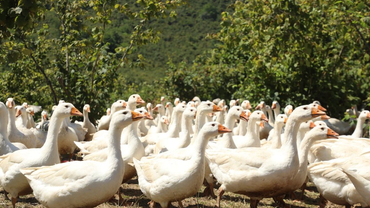 Ordu’da kaz yetiştiriciliği yaygınlaşıyor