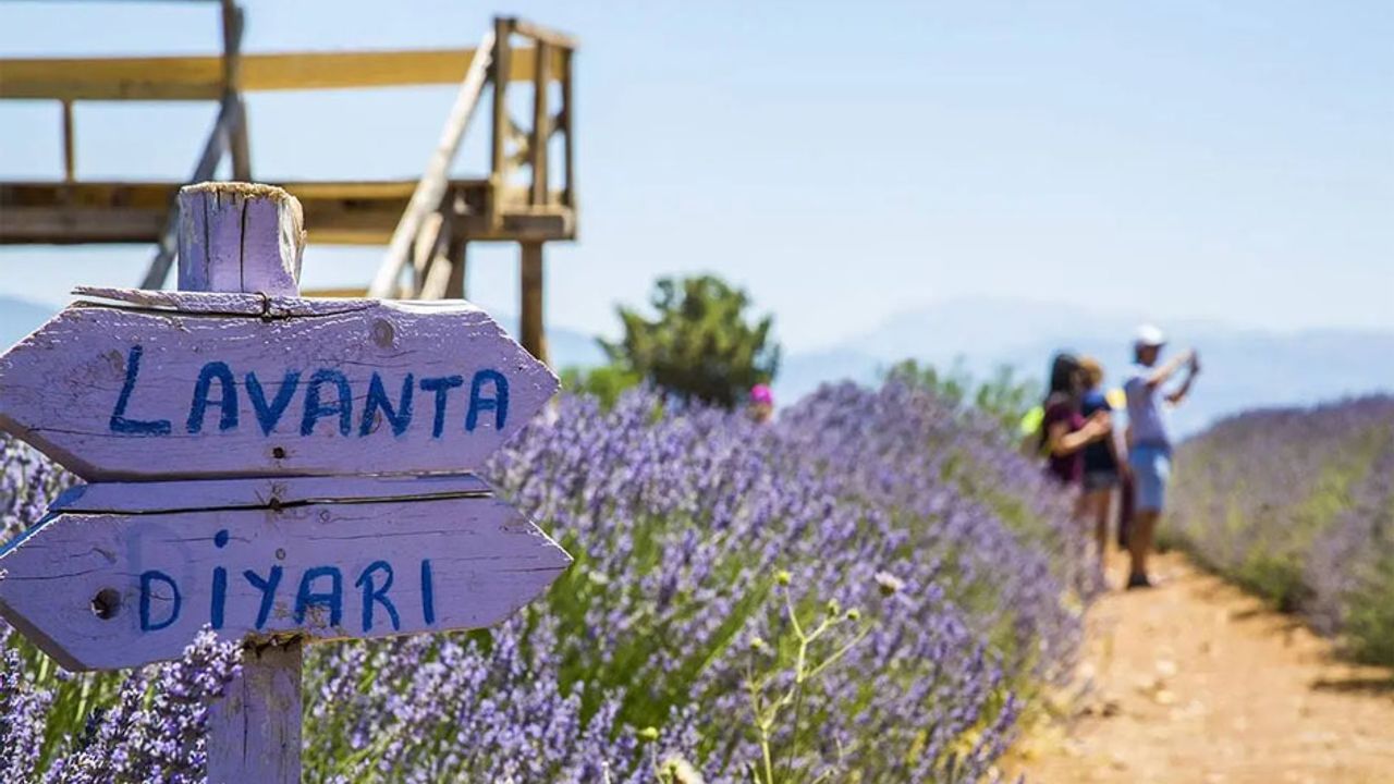 Lavanta kokulu başarı: Türkiye’nin mor altını Isparta’dan yükseliyor