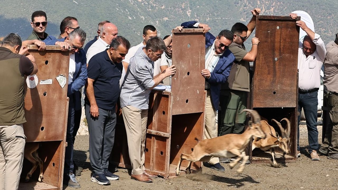 Amasya’da 5 yaban keçisi doğaya salındı