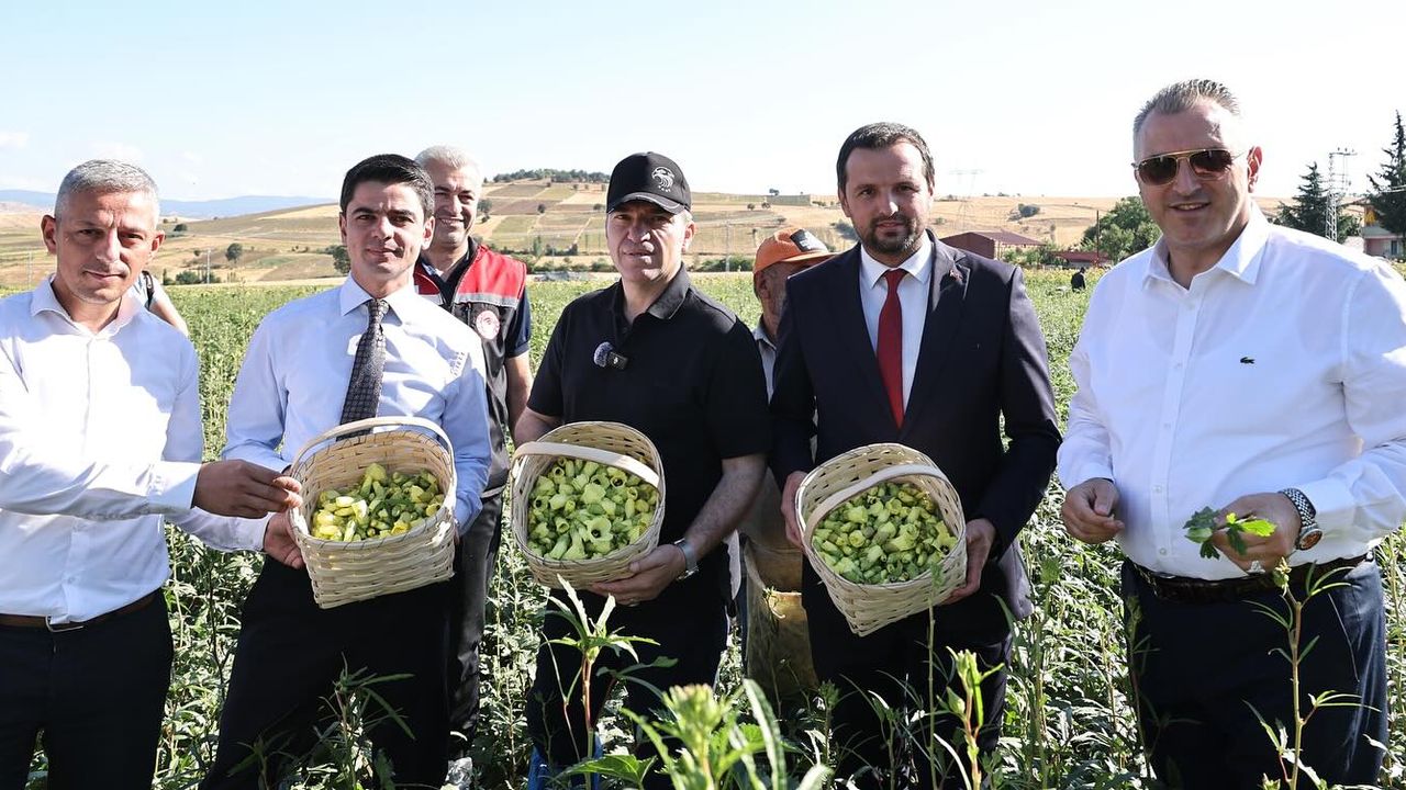 Amasya’nın çeyrek altını “çiçek bamyası” hasadı başladı