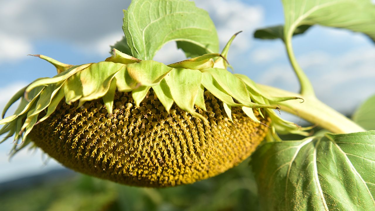 Ayçiçeği tohumu ve yağında gümrük vergisi oranları değişti